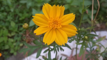 cosmos sulphureus flowers are a gloden yellow color. plants are very adaptable and are suitable.