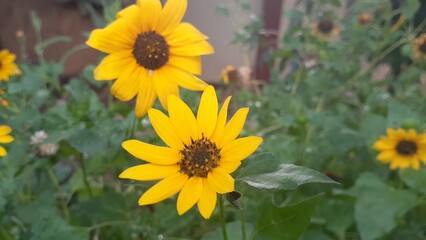 cosmos sulphureus flowers are a gloden yellow color. plants are very adaptable and are suitable.