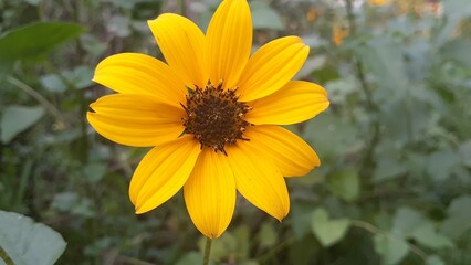 cosmos sulphureus flowers are a gloden yellow color. plants are very adaptable and are suitable.