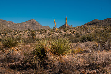 Dasylirion sotol, desertic plant in Chihuahua mexico