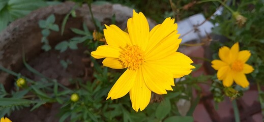 cosmos sulphureus flowers are a gloden yellow color. plants are very adaptable and are suitable.