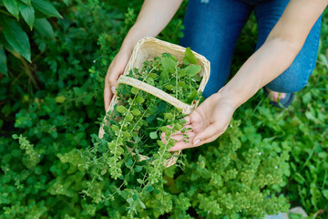 Hands with harvest aromatic fresh Lemon balm mint Melissa officinalis herbs in basket
