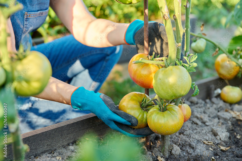 Wall mural Green ripening tomatoes on bushes in garden bed, hands of woman farmer with tomatoes.