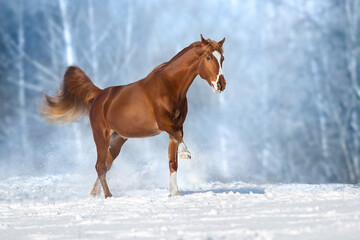 Horse run in winter snow