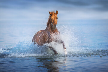 Horse free run in water - 676465461