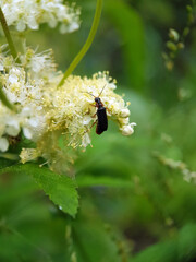 soldier beetle on leaf