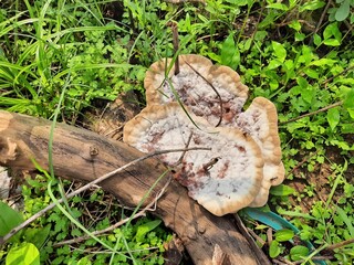 bleeding broadleaf crust  stereum rugosum 