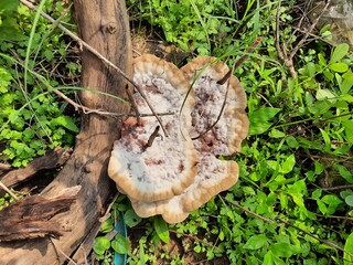 bleeding broadleaf crust  stereum rugosum 