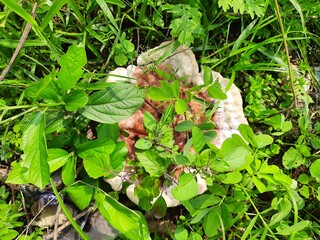 bleeding broadleaf crust  stereum rugosum 