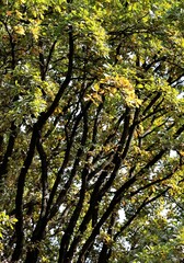 Fototapeta premium colorful autumnal seasonal leaves in park 