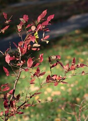 colorful autumnal seasonal leaves in park 
