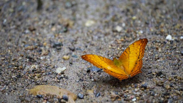 Butterflies eat nutrients on the ground.