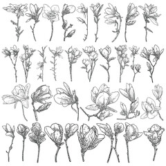 Big collection set of magnolia flowers and leaves drawing illustration. Blooming on the branch for patterns creator. Hand drawn flowers from real trees twigs in the forest and park. Vector. - obrazy, fototapety, plakaty