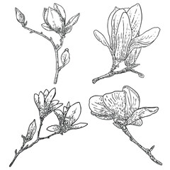 Set of spring magnolia flowers with leaves on the branch isolated on white background, hand drawing from real tree. Real life nature twigs with bloom heads collection. Vector.