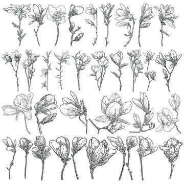 Big collection set of magnolia flowers and leaves drawing illustration. Blooming on the branch for patterns creator. Hand drawn flowers from real trees twigs in the forest and park. Vector.