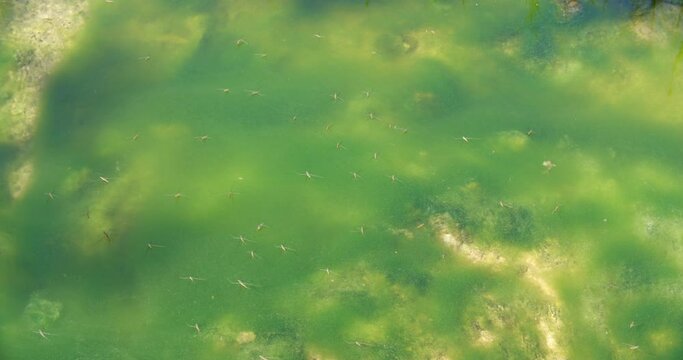 River skaters (Gerris najas) insects on the surface of the Zrmanja River