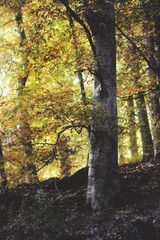 autumn in the forest