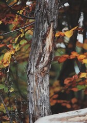 autumn leaves on the tree