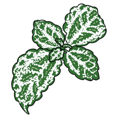 Coleus or Painted Nettles leaves. Solenostemon plant herbs, Plectranthus Spurflower. Vector.