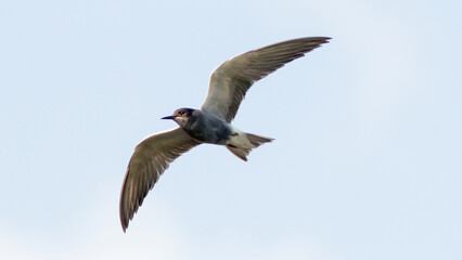 black headed gull