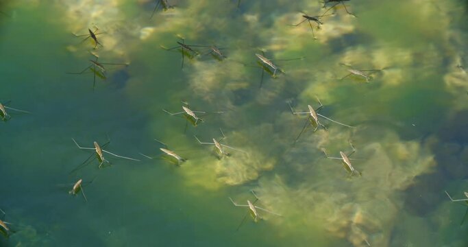 River skaters (Gerris najas) insects on the surface of the Zrmanja River
