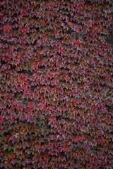 creeper texture when it turns red in the fall. Real name: Parthenocissus tricuspidata