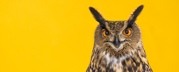 Owl closeup looking at the camera. One animal, nobody, concept for wildness and wildlife.