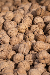 detail of mature nines. Texture of many harvested walnuts