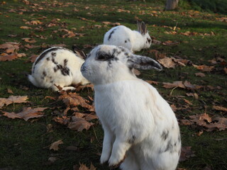 white and grey rabbits at autumn