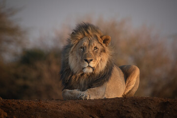 The King on his Throne