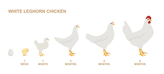 White Leghorn Chicken growing - obrazy, fototapety, plakaty