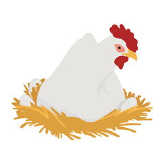 White Leghorn chicken on nest 