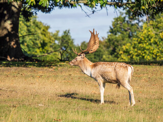 Naklejka na ściany i meble Fellow Deer Buck Standing in a Park