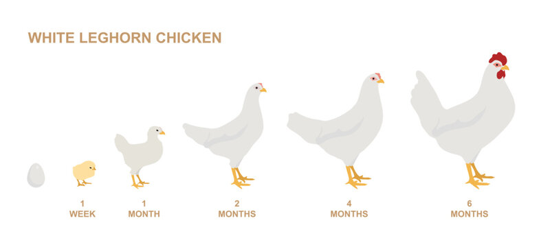 White Leghorn Chicken growing