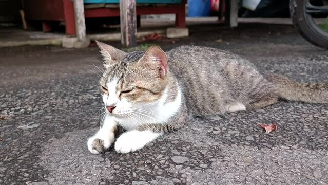 a poor abandoned street cat with parts of its body covered in ringworm with its dirty body neglected on the street