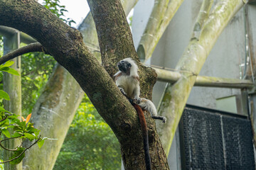 Cotton-top tamarin (Saguinus oedipus) sitting on a tree show its long tails.