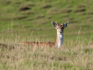 Fellow Deer Buck Standing in a Park