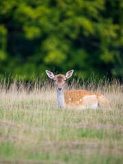 Fellow Deer Hind in a Meadow