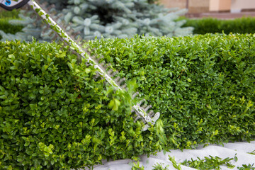 trimming boxwood with motorized shears
