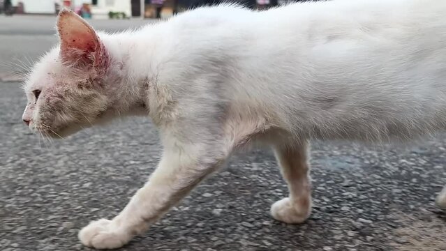 a poor abandoned street cat with parts of its body covered in ringworm with its dirty body neglected on the street