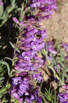 Royal Beardtongue, Penstemon Speciosus, a native perennial monoclinous herb displaying terminal dichasiate thyrse inflorescences during Summer in the San Emigdio Mountains.