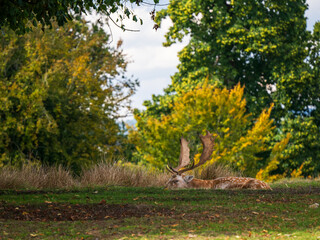 Fellow Deer Buck Sitting Down