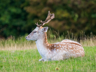 Fellow Deer Buck Sitting Down