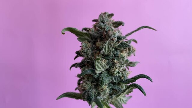 Cut marijuana bud with leaves and calyx with trichomes on a purple background. Cannabis nugs, isolated, close-up