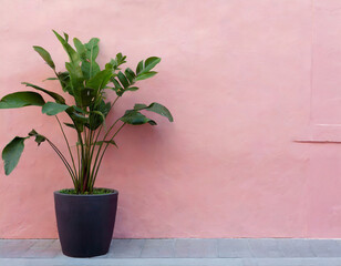 A houseplant in a pot is near pink wall on the city street