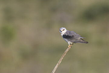 Black-winged kite (Elanus caeruleus) perched on a branch, Kwazulu Natal Province, South Africa