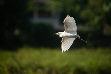 Egret bird in flight over a rice field