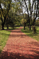 Walking path in the park. Forest path. Summer day.