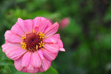 Obraz premium Bright pink flower on a green background. Picture with space for text.
