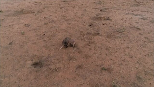 Footage of an aardvark (Orycteropus afer) looking for food in the drought